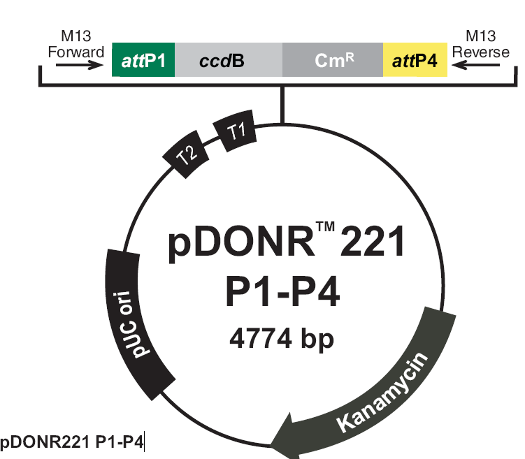 pDONR221-P1P4载体图谱